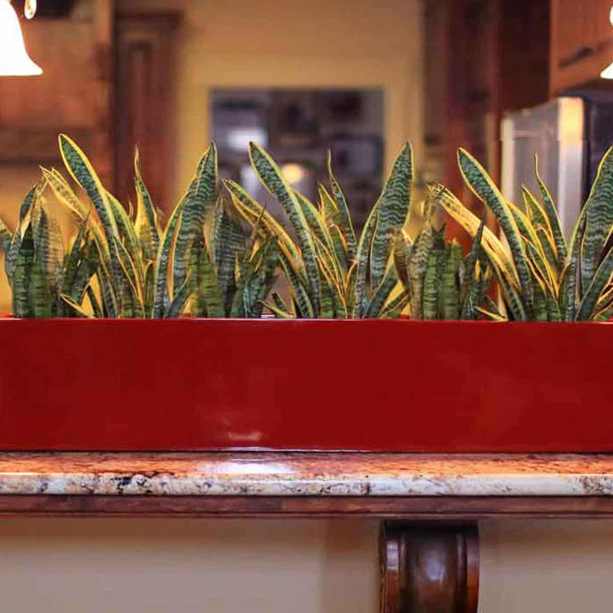 3 ideas para dominar tu paisaje interior con plantas de interior! – JBD  Concepts, image size:1200x1200