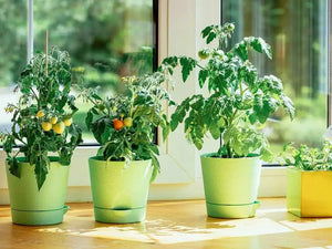 10 Pro Indoor Garden Ideas For Small Spaces