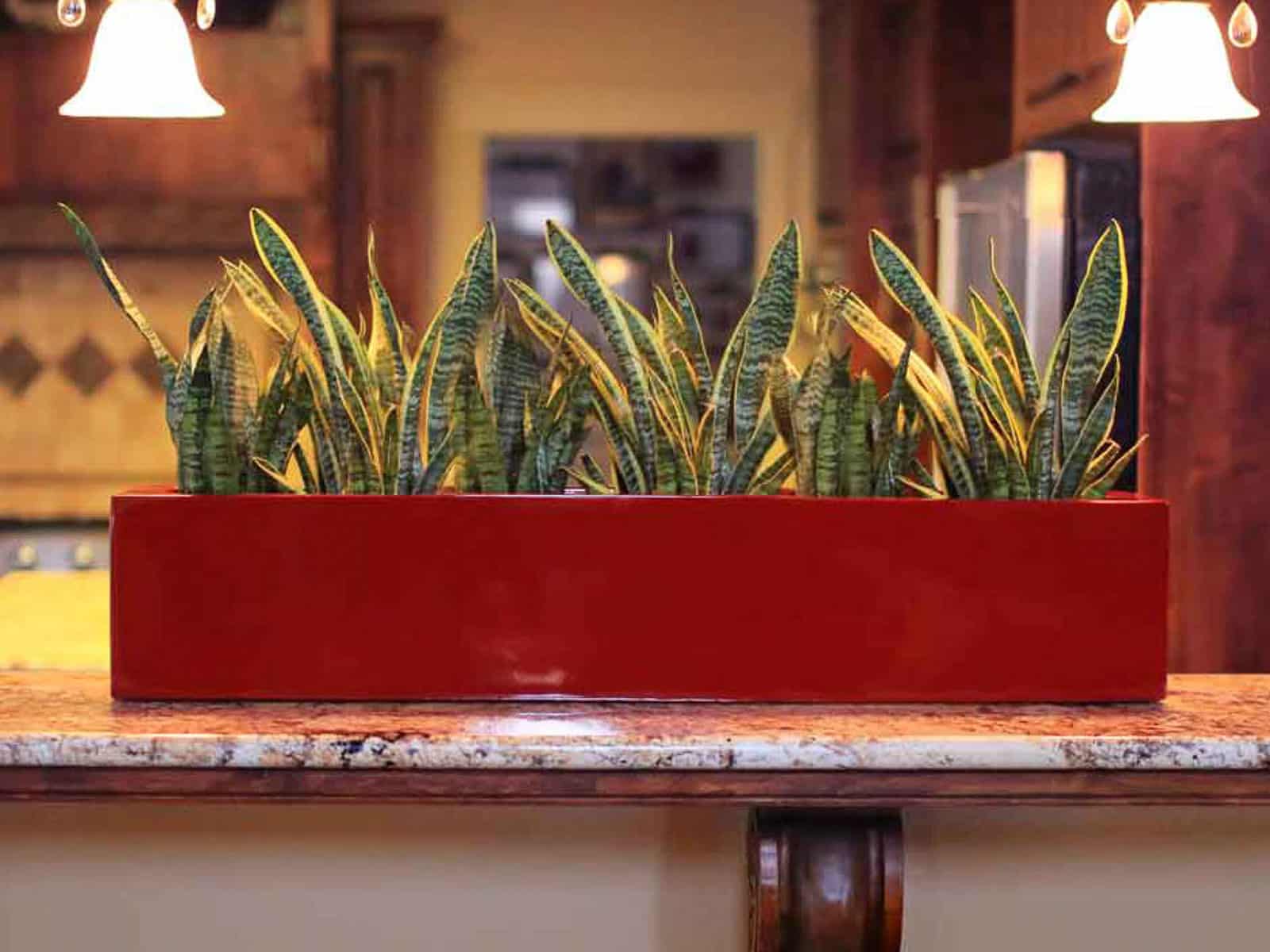 3 Ideas To Master Your Indoor Landscape With Indoor Plants!