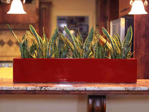 3 Ideas To Master Your Indoor Landscape With Indoor Plants!