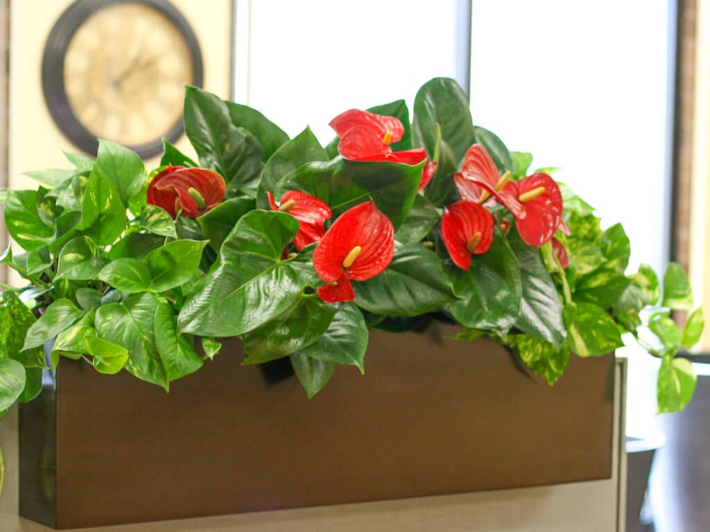 How Many Lumens Do My Plants Need? An Expert Guide On Adequate Light For Plant Growth!