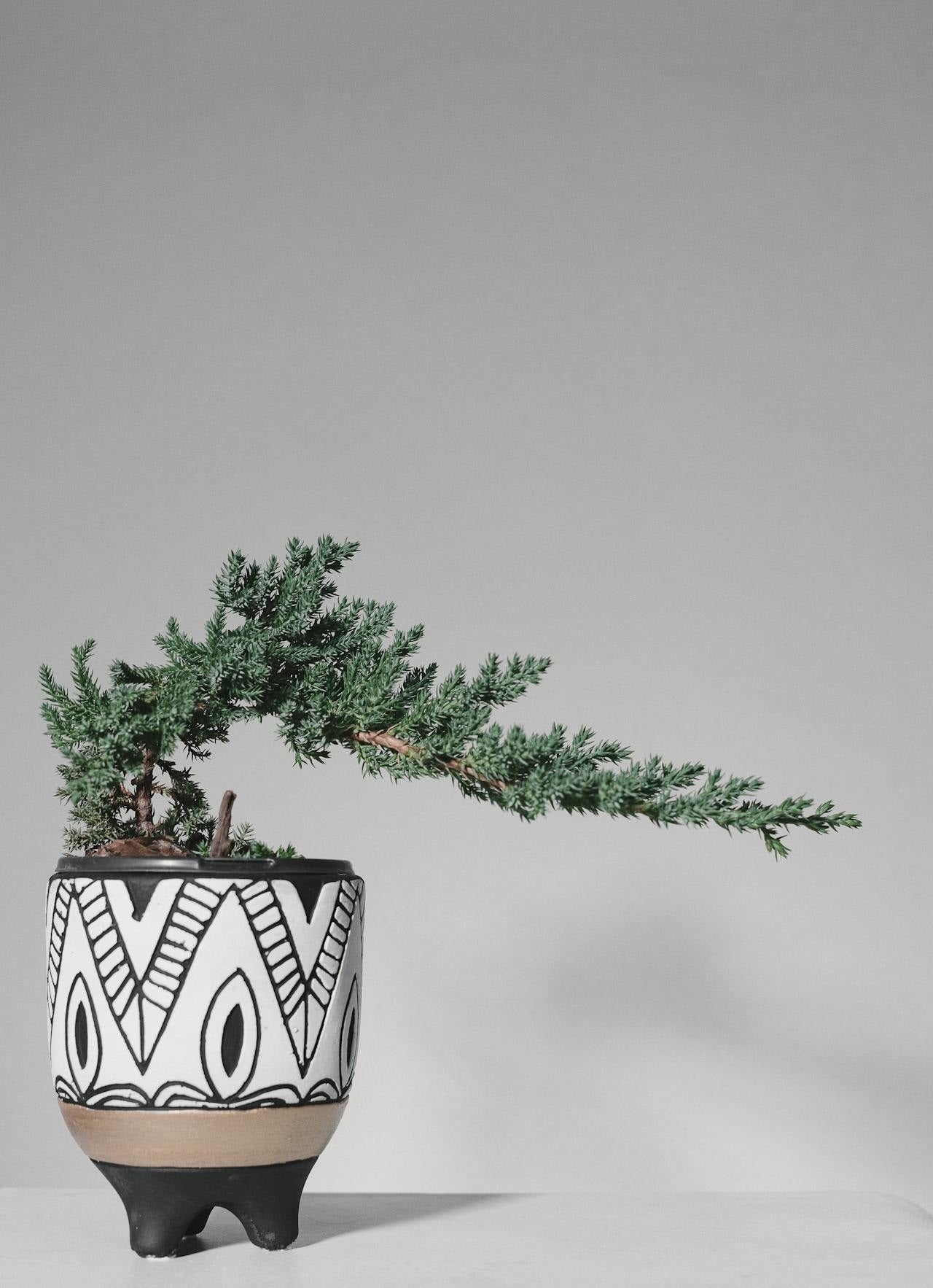 Las mejores plantas de hoja perenne para macetas y jardineras