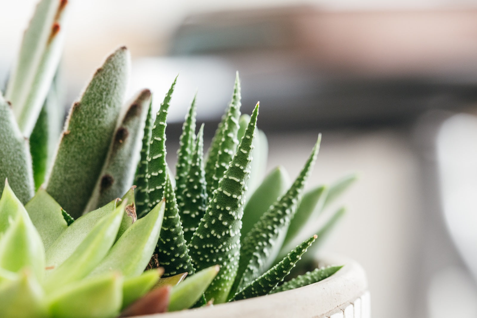 7 Catchy Outdoor Succulent Planter Ideas