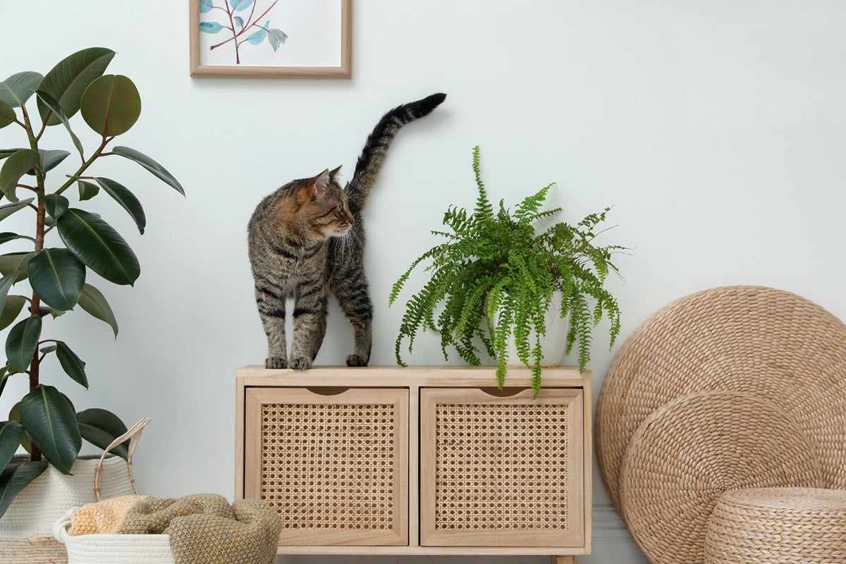 Low Maintenance Indoor Plants Safe for Cats and Dogs