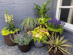 7 Plant Combination Ideas For Container Gardens! Plant Experts Weigh In...