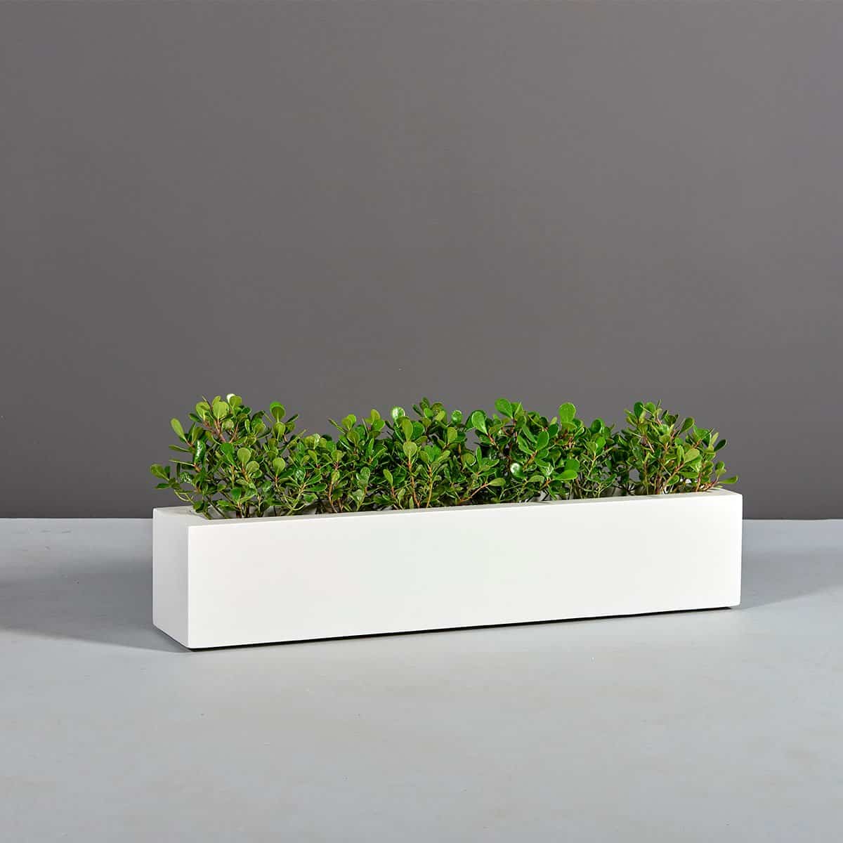 narrow indoor planter box Salon Narrow Low Rectangular Planter