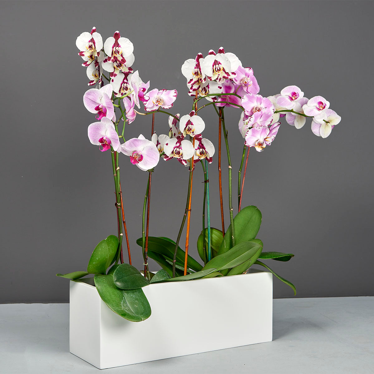 Maceta de mesa rectangular Tupelo