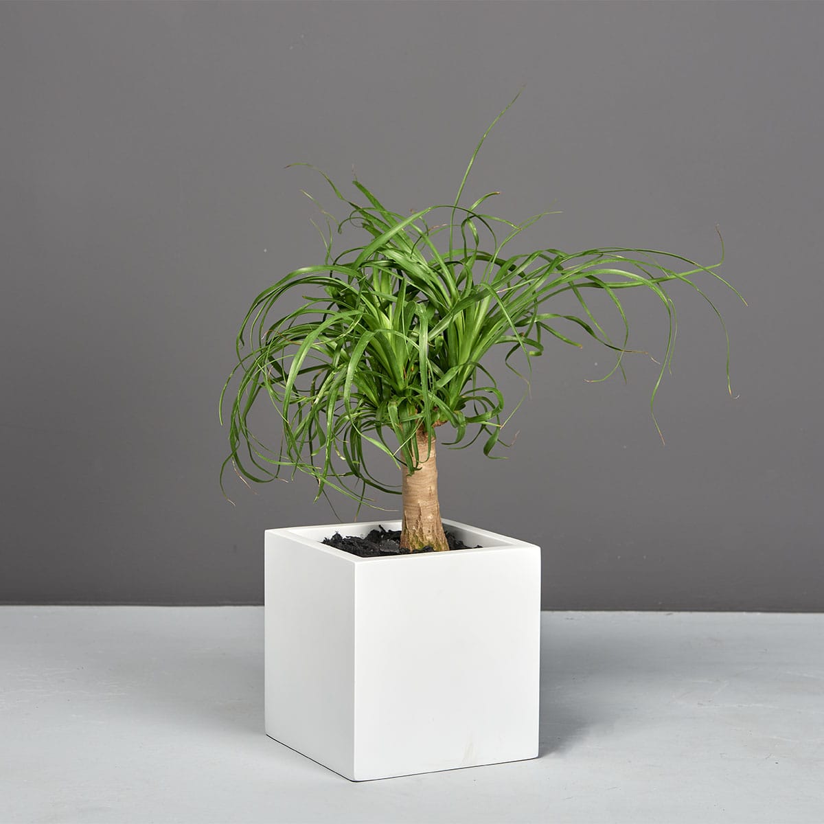 Tonto Small Cube Planter