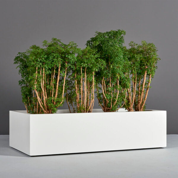 oblong planter indoor Antwerp Wide Rectangular Planter – JBD Concepts