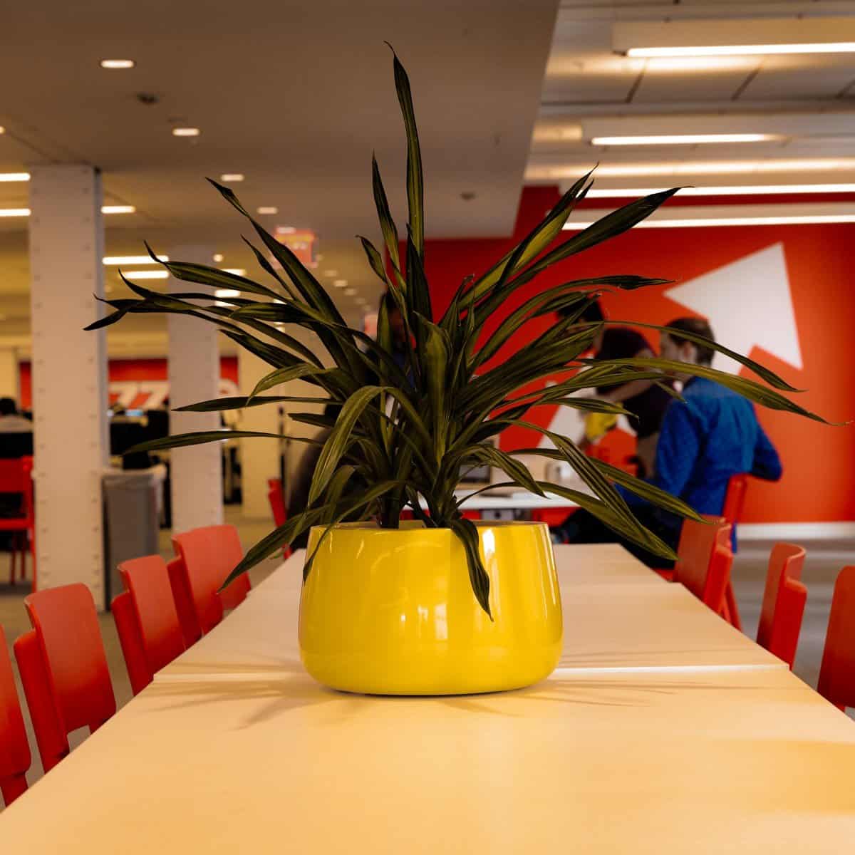 Maceta redonda cónica corta Hayden