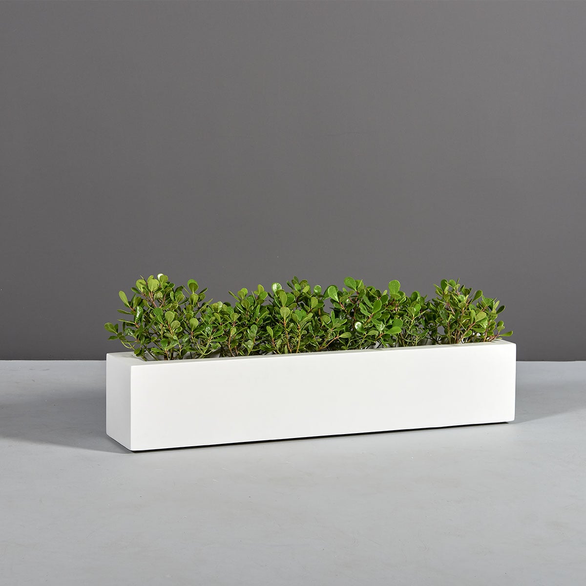 69210.MBW_.Salon_.Angle2_.wplants-1
