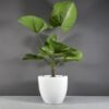 69230.33.MBW_.Wannsee1.wplants