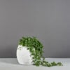 69245.MBW_.Spiral.wplants