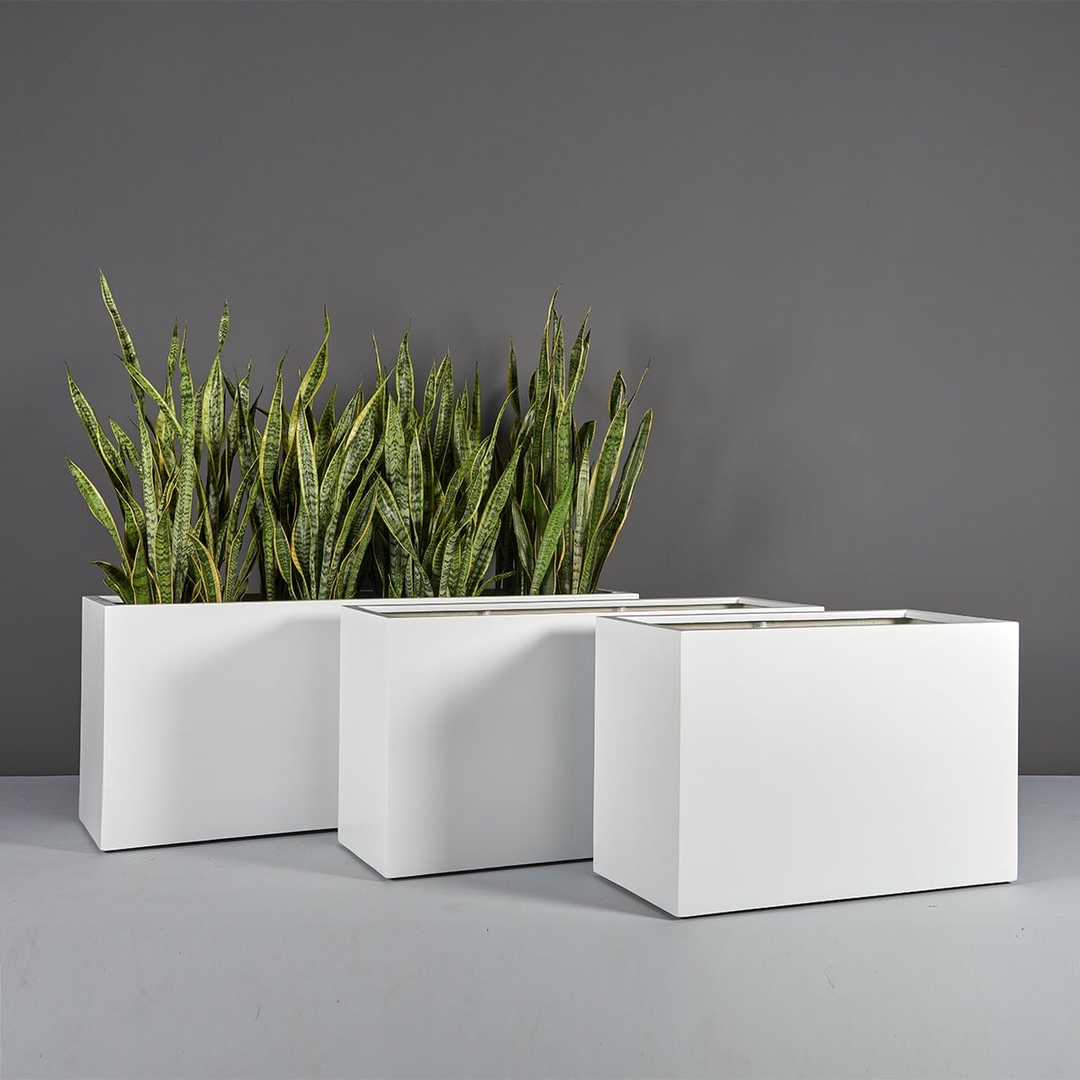 69367.Set_.MBW_.Tolga_.wplants
