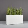 69405.48.MBW_.Hollywood.wplants