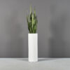 69607.36.MBW_.Corry_.Cylinder.wplants1