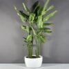 69790.36.MBW_.Casablanca.Bowls1_.wplants