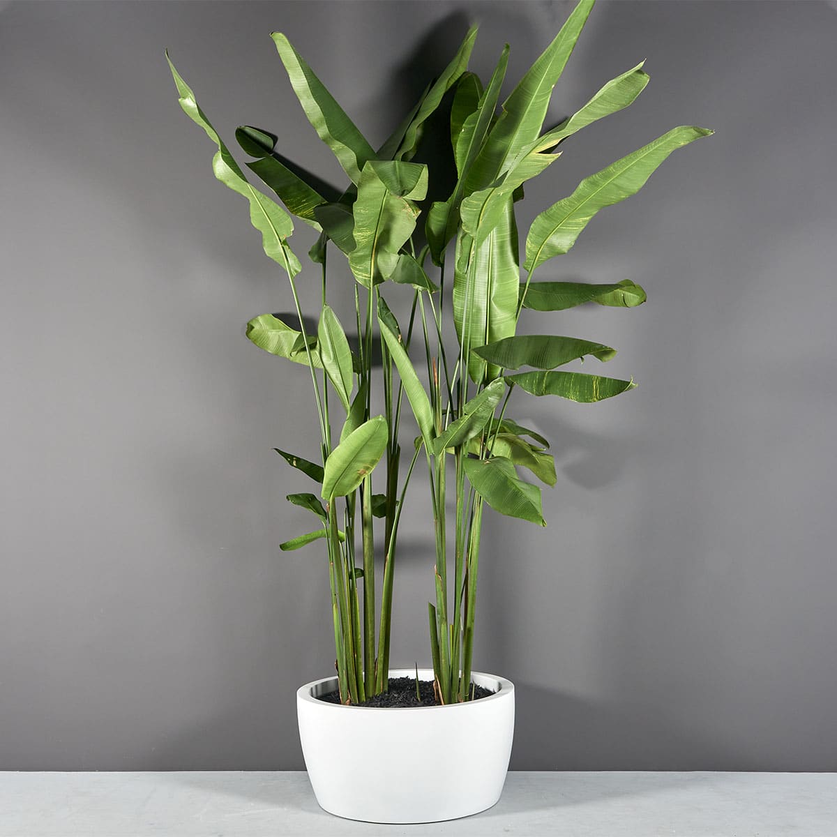 69790.36.MBW_.Casablanca.Bowls1_.wplants