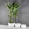 69790.Set_.MBW_.Casablanca.Bowls1_.wplants