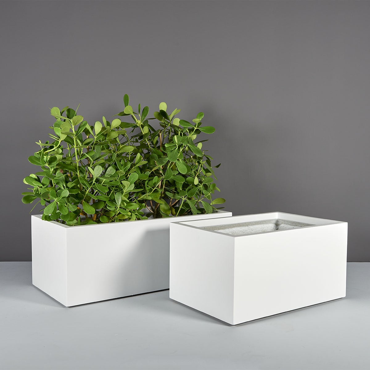 70125.Set_.MBW_.Torino1.wplants