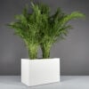 70300.48.MBW_.Brisbane1.wplants