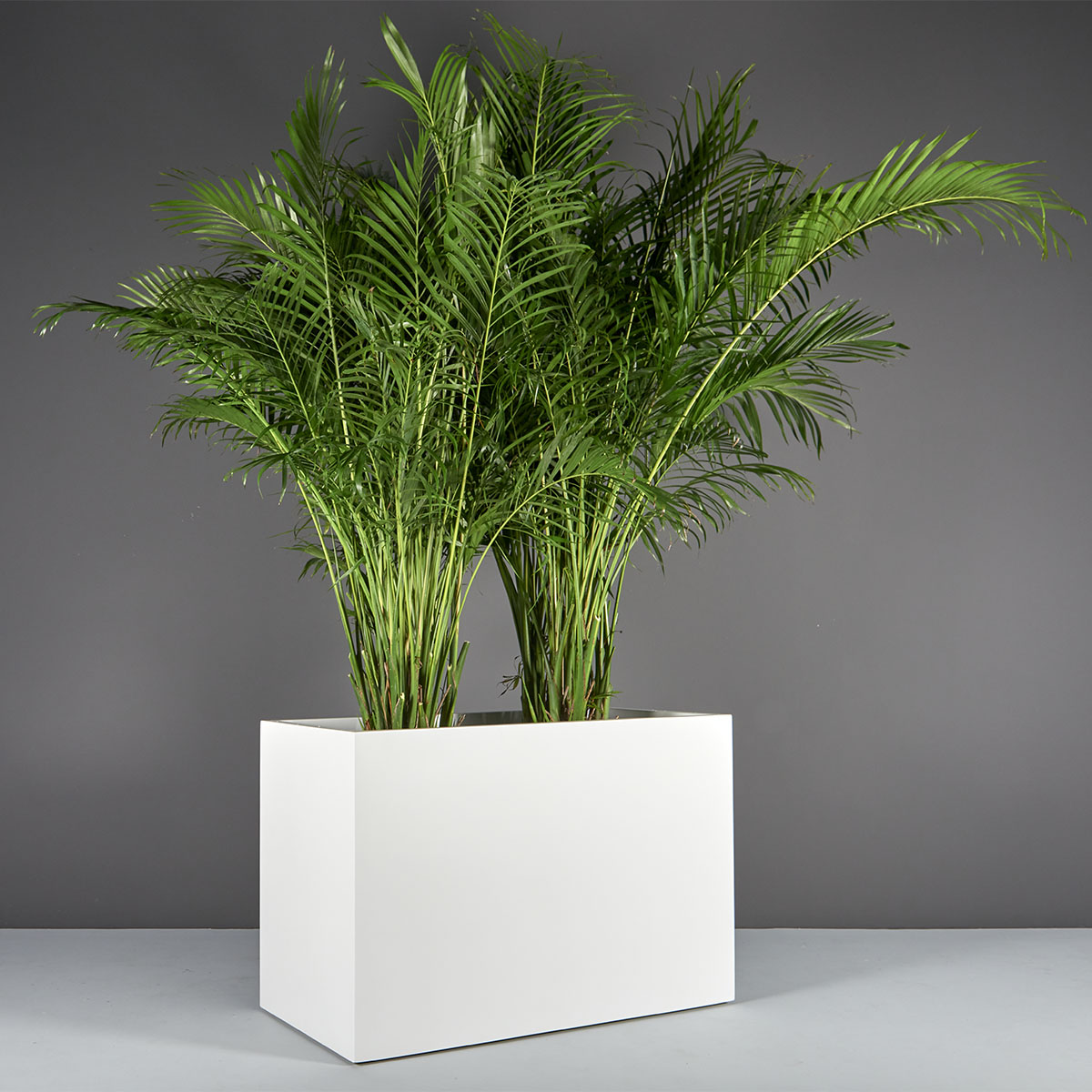 70300.48.MBW_.Brisbane1.wplants