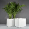 70300.Set_.MBW_.Brisbane1.wplants