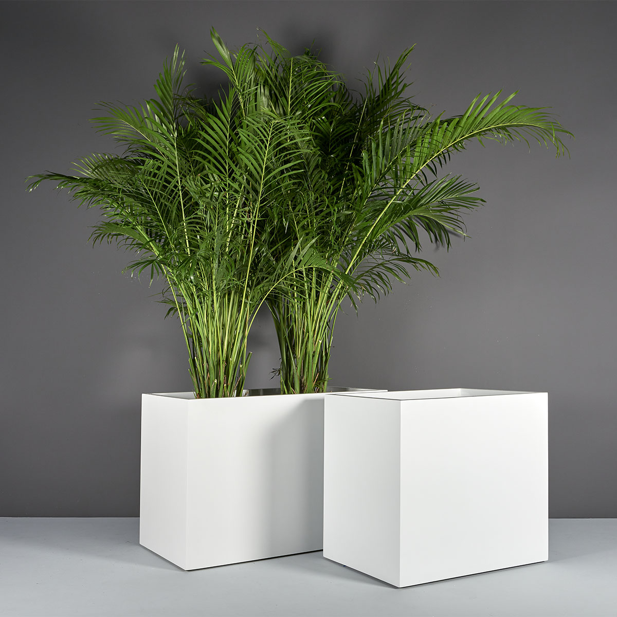 70300.Set_.MBW_.Brisbane1.wplants