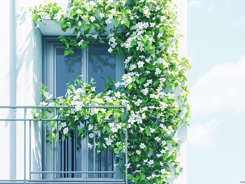 Climbing plants on a balcony trellis
