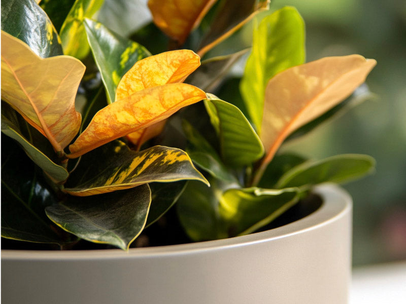 Neutral planter with a colorful croton plant