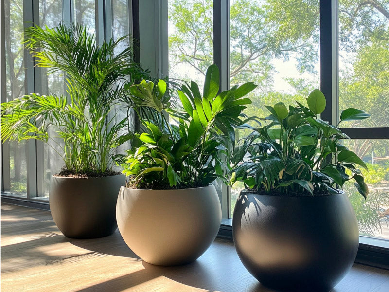 Grouping of planters with various plants near a window