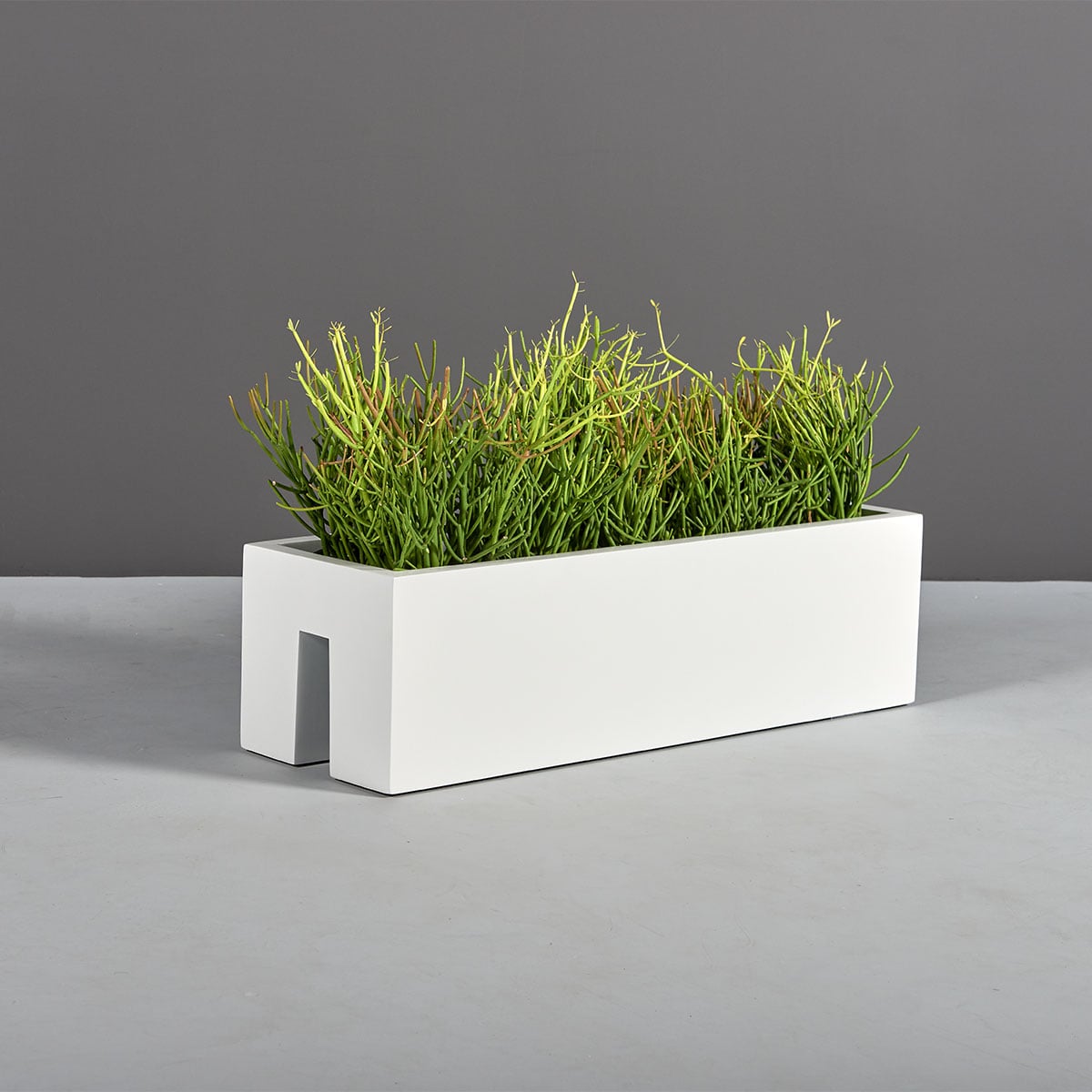 Plantguy00496