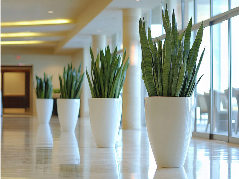Tall planters with snake plants in a lobby